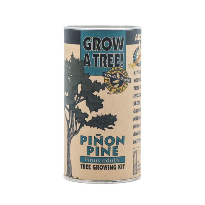 Piñon Pine Growing Kit