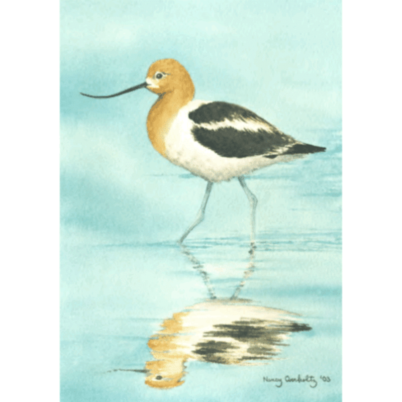 American Avocet card