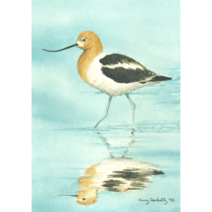 American Avocet card