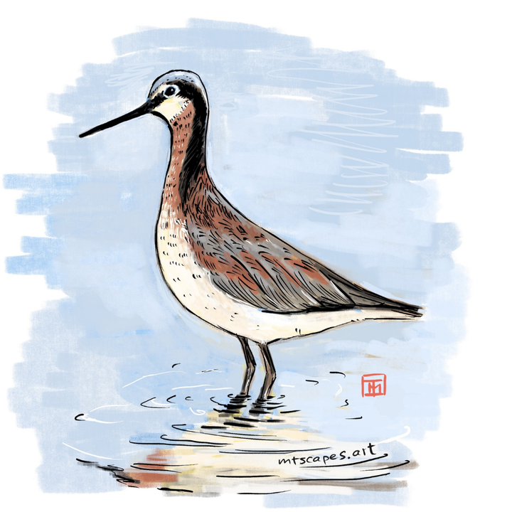 Wilson's Phalarope sticker