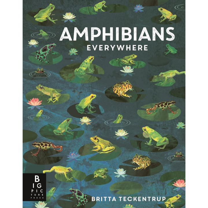 Amphibians Everywhere Written by Camilla de La Bedoyere & Illustrated by Britta Teckentrup